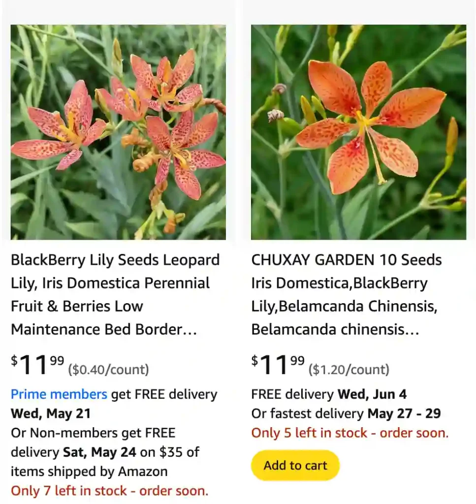 Iris Domestica 1 | Monsteraholic