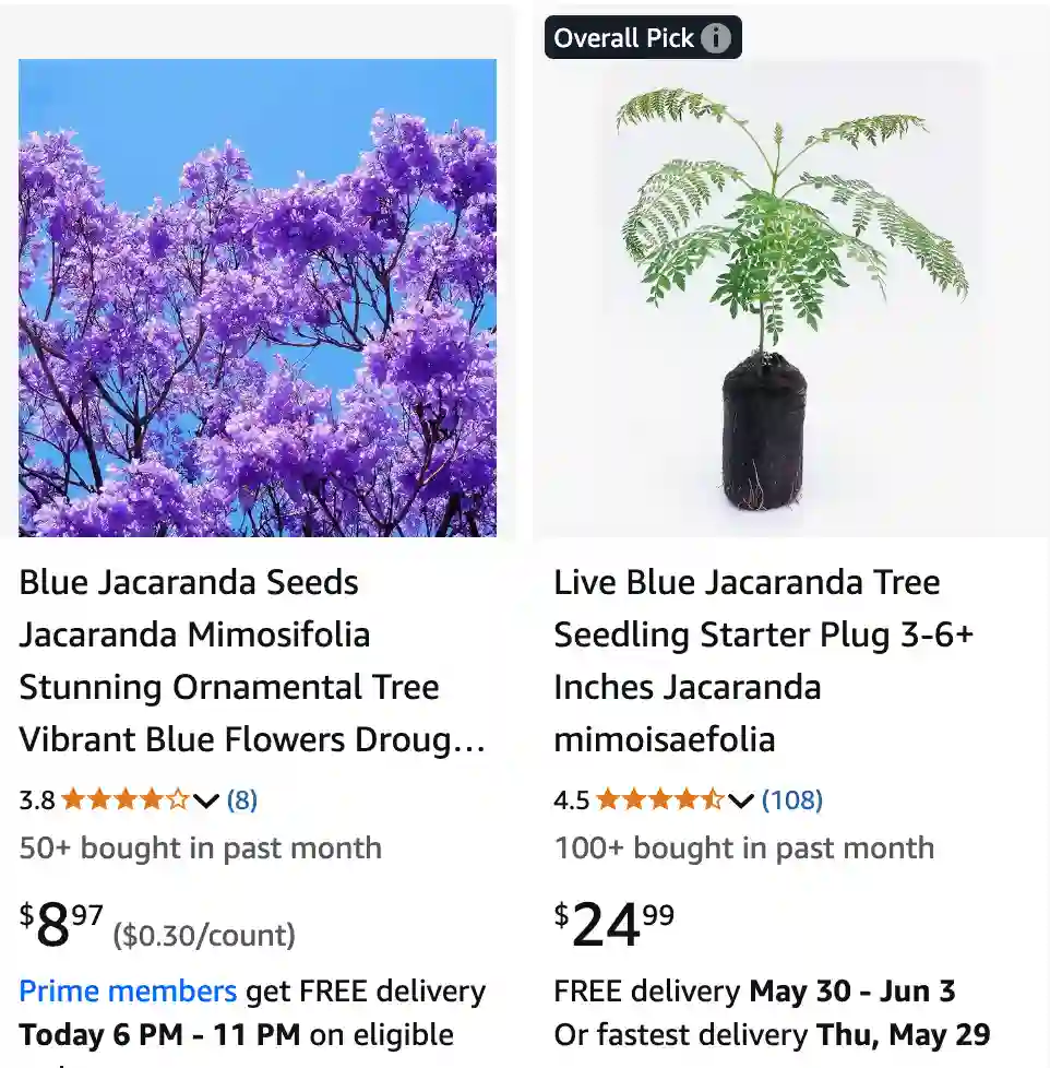 Jacaranda Mimosifolia 1 | Monsteraholic