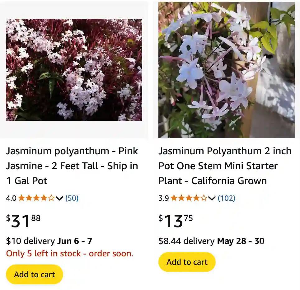 Jasminum Polyanthum 1 Jasminum Polyanthum 1 | Monsteraholic