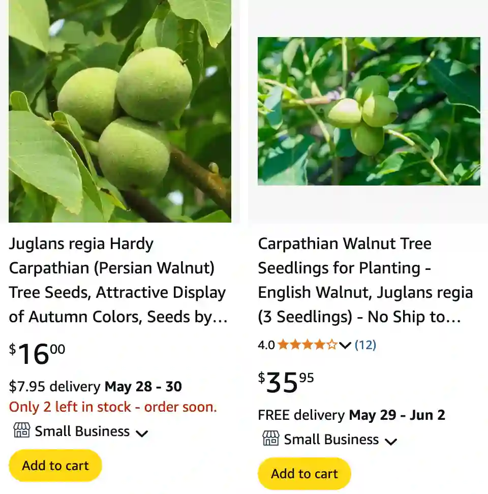 Juglans Regia 1 | Monsteraholic