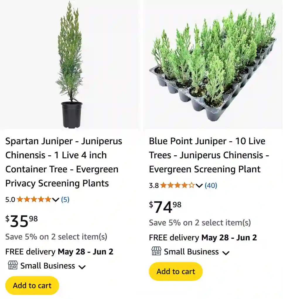 Juniperus Chinensis - Chinese Juniper 1 Juniperus Chinensis 1 | Monsteraholic