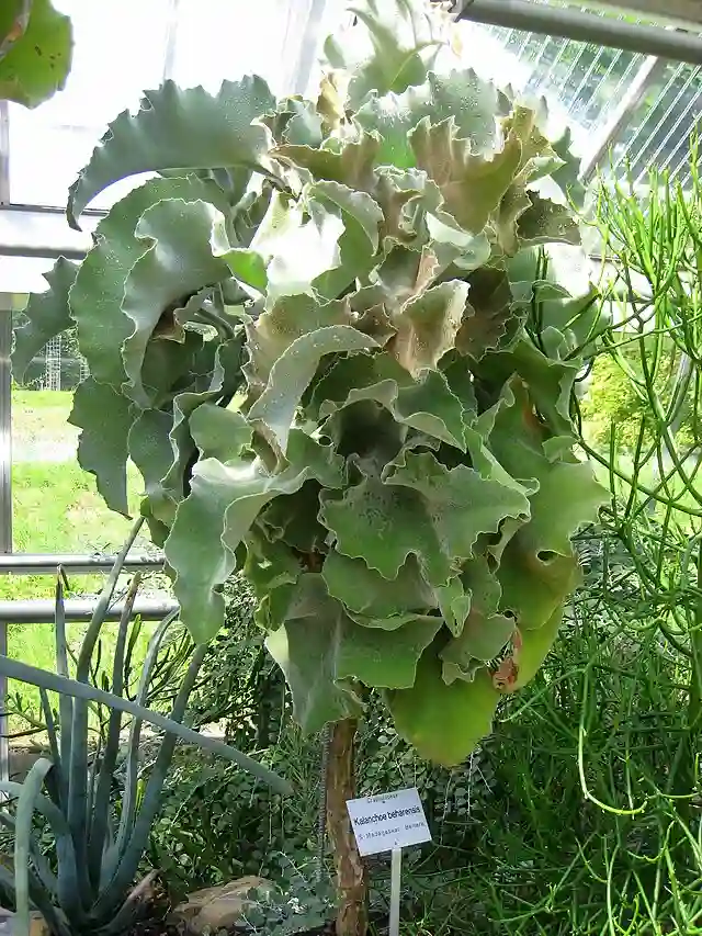 Kalanchoe Beharensis