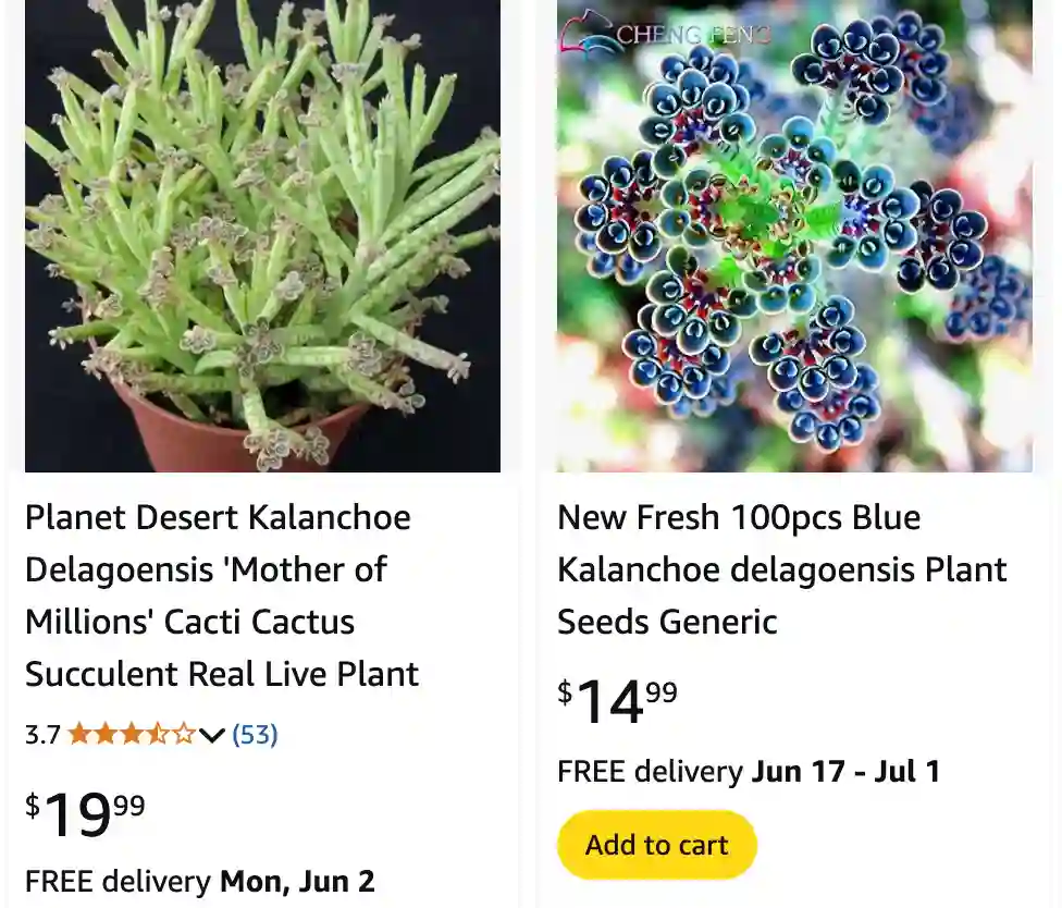 Kalanchoe Delagoensis 1 | Monsteraholic