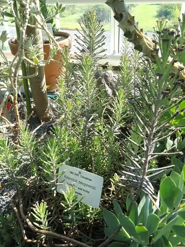 Kalanchoe Delagoensis