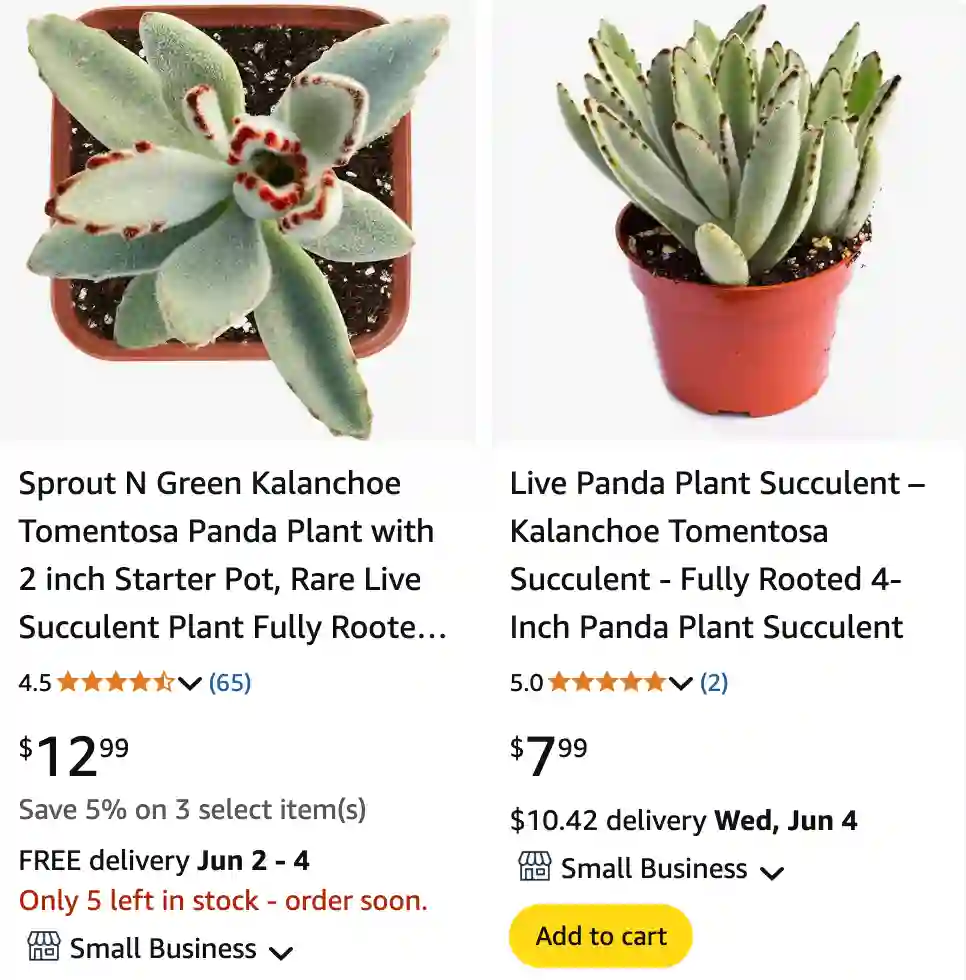 Kalanchoe Tomentosa - Panda Plant 1 Kalanchoe Tomentosa 1 | Monsteraholic