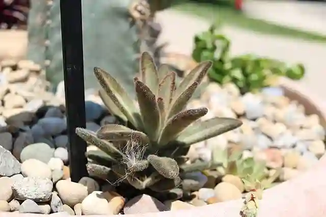 Kalanchoe Tomentosa - Panda Plant 5 Kalanchoe Tomentosa