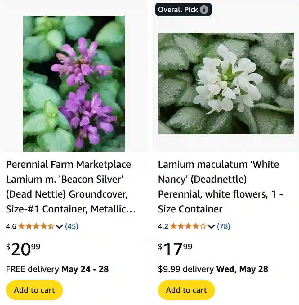 Lamium Maculatum - Spotted Dead-nettle 1 Lamium Maculatum 1 | Monsteraholic