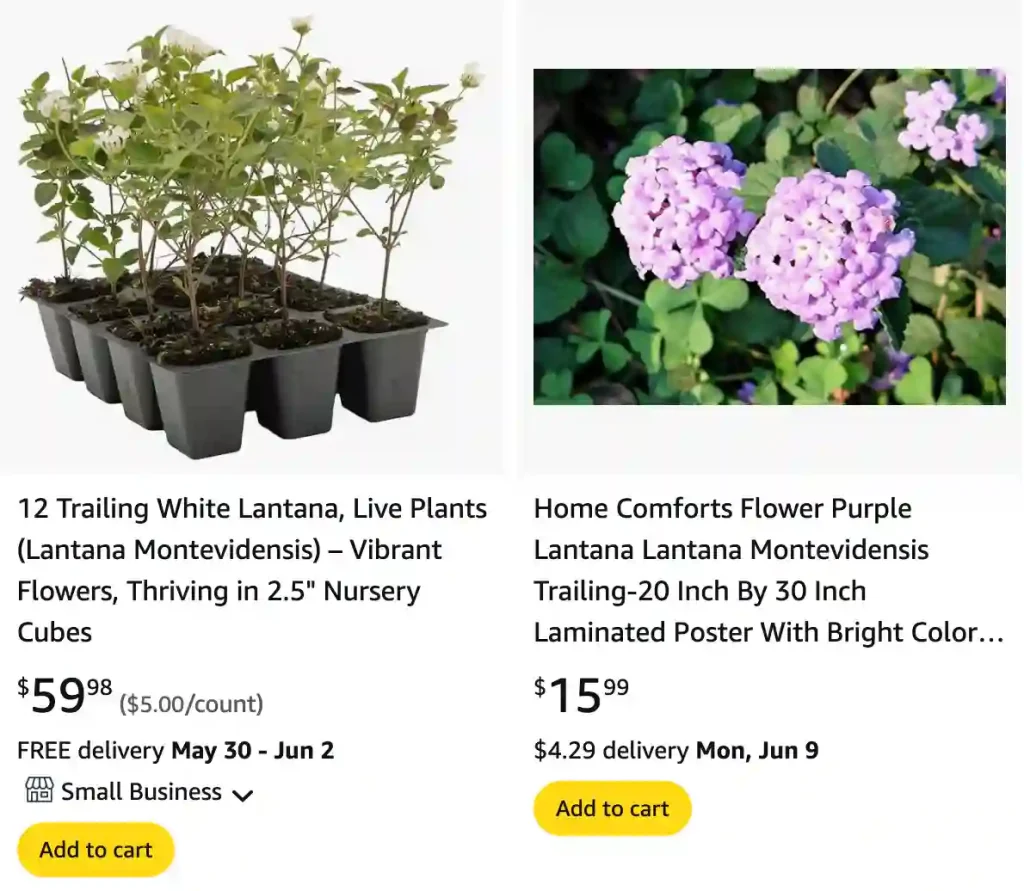 Lantana Montevidensis - Trailing Lantana - Weeping Lantana 1 Lantana Montevidensis 1 | Monsteraholic