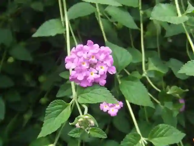 Lantana Montevidensis