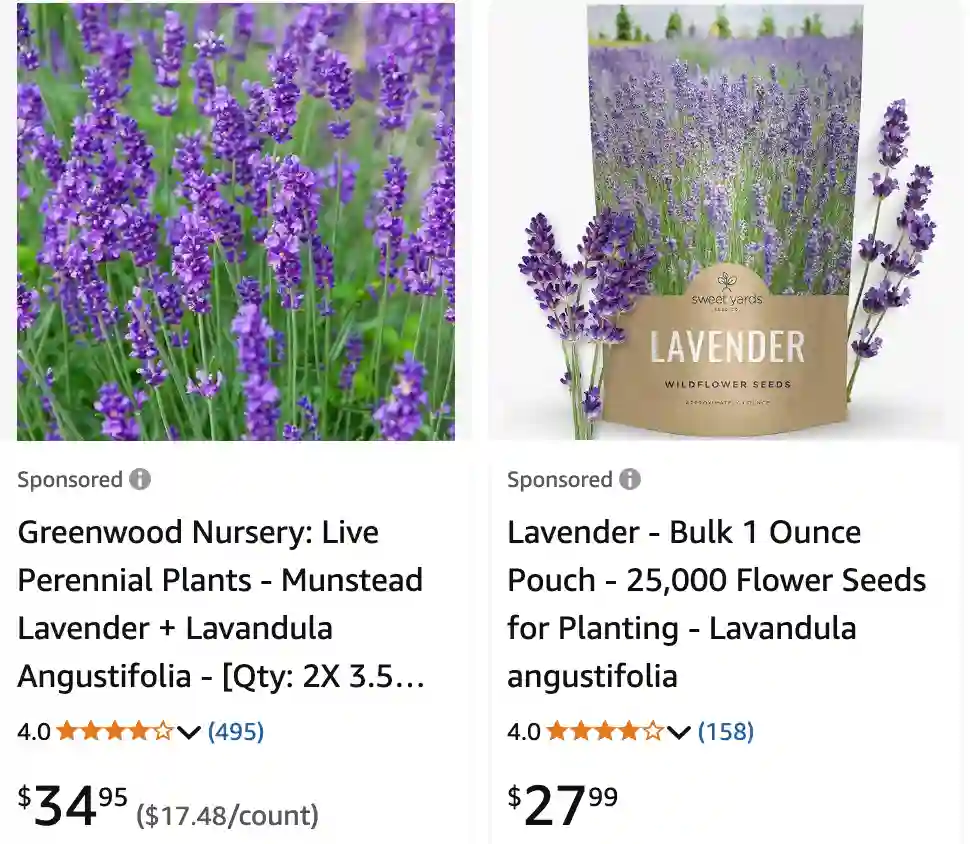 Lavandula Angustifolia 1 | Monsteraholic