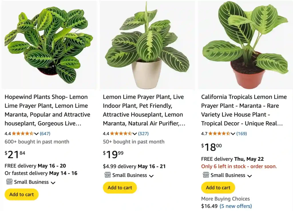 Lemon Lime Prayer Plant | Monsteraholic