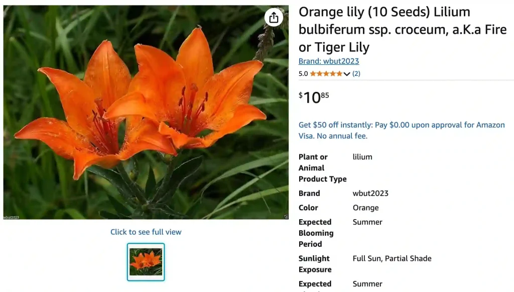 Lilium Bulbiferum 1 | Monsteraholic