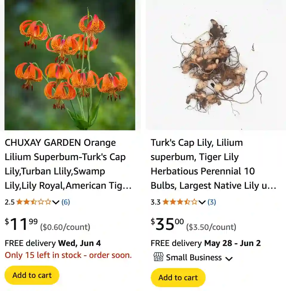 Lilium Superbum 1 | Monsteraholic