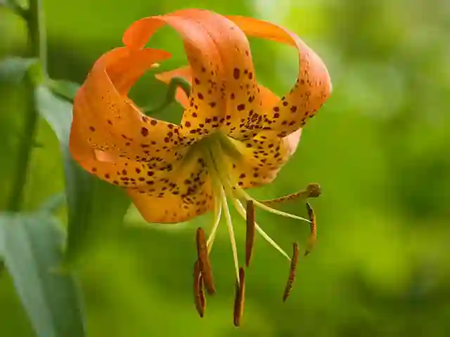 Lilium Superbum