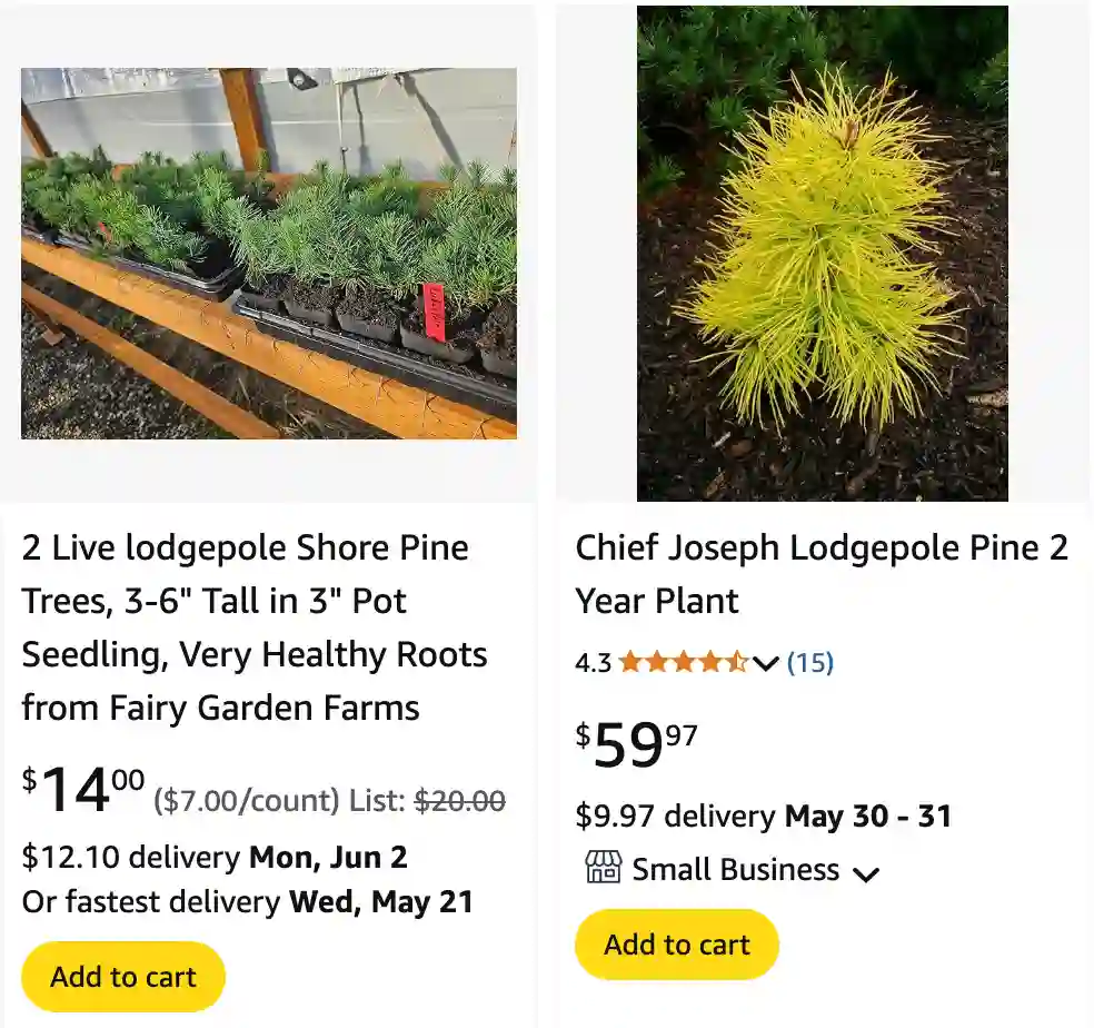 Lodgepole Pine | Monsteraholic