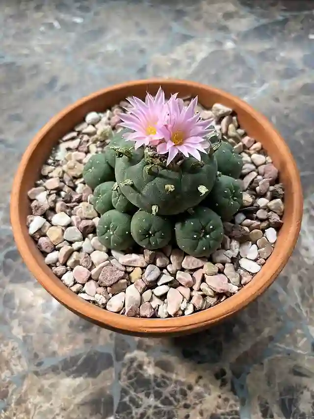 Lophophora Williamsii