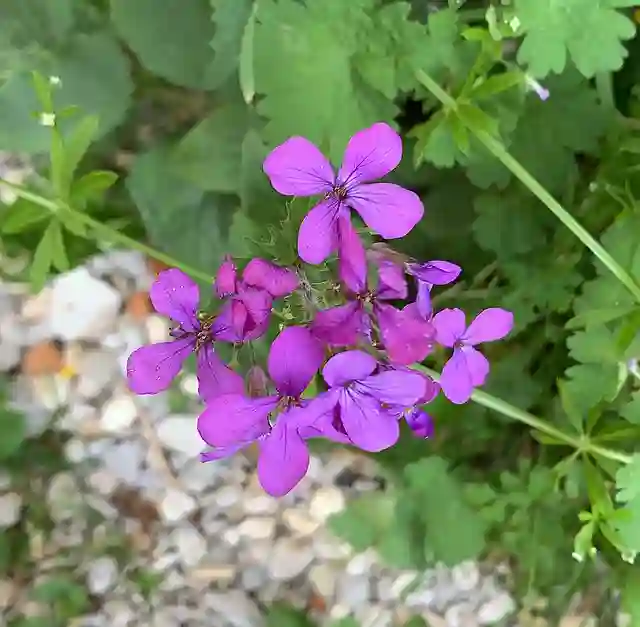 Lunaria Annua