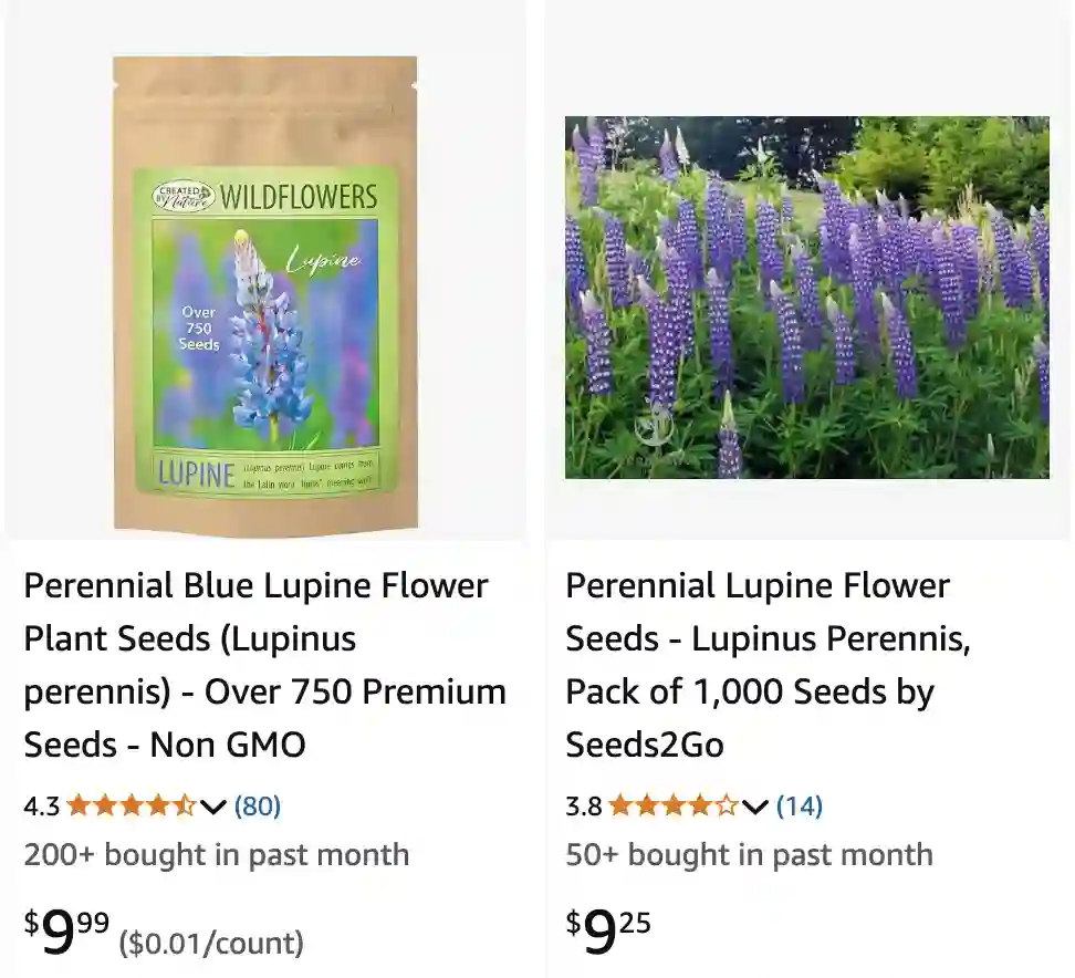 Lupinus Perennis 1 | Monsteraholic