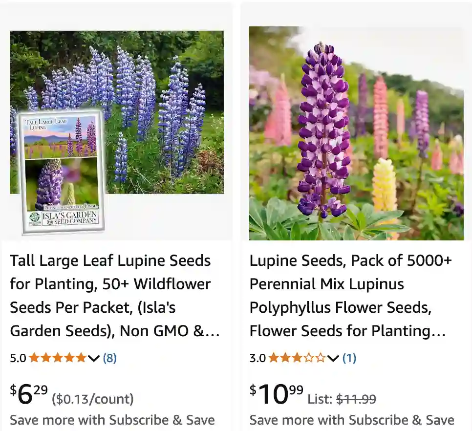 Lupinus Polyphyllus 1 | Monsteraholic