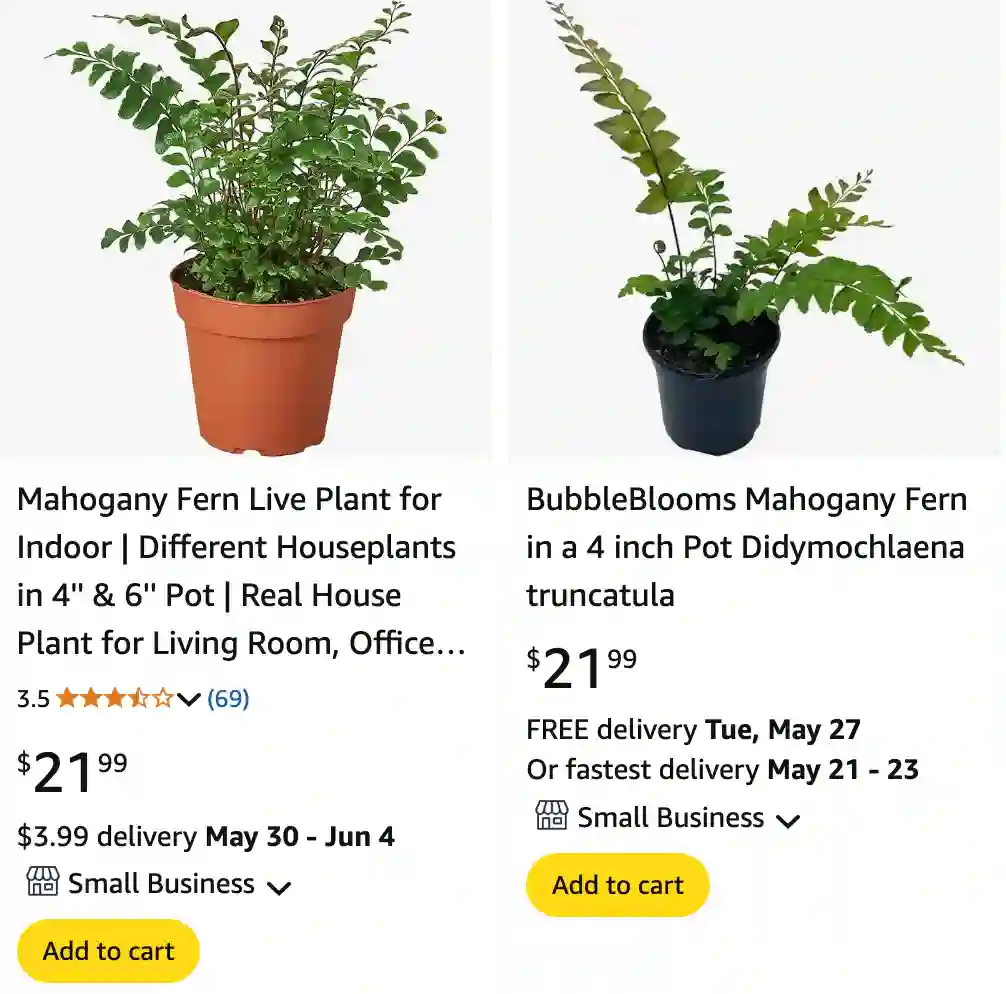 Mahogany Fern - Didymochlaena Truncatula 1 Mahogany Fern | Monsteraholic