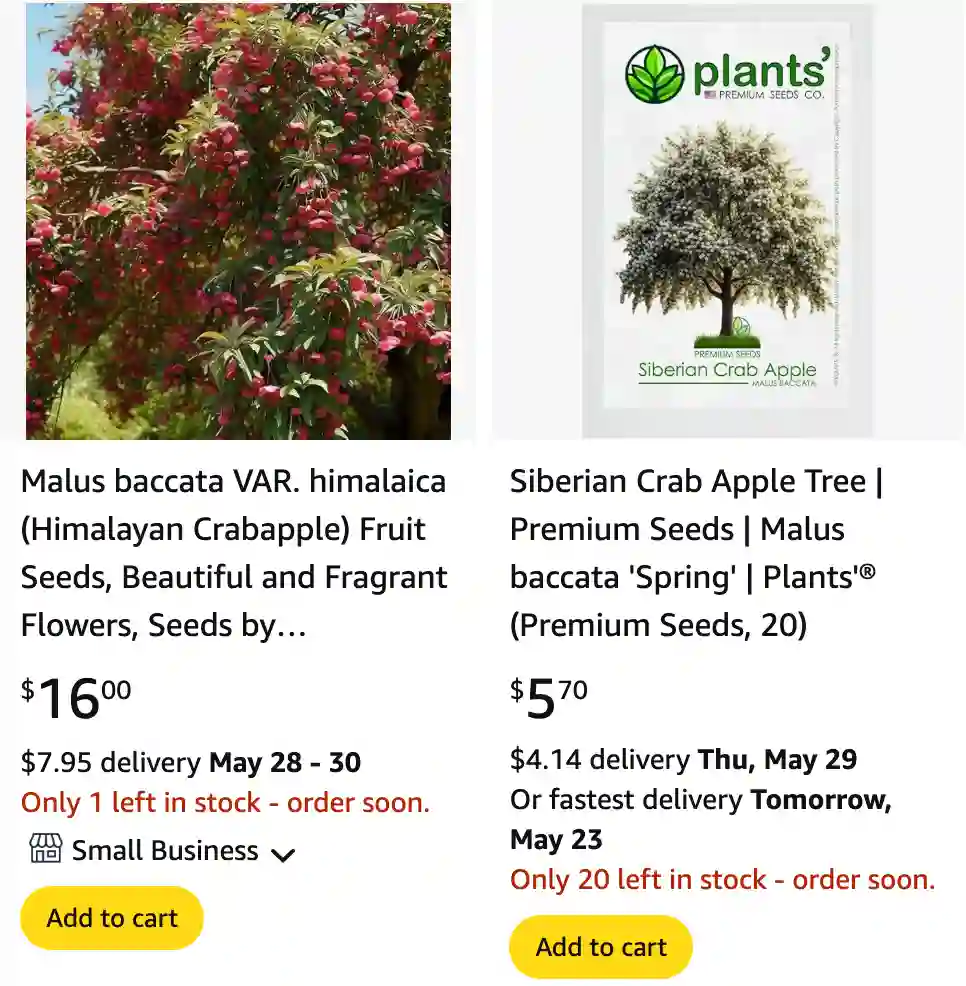 Malus Baccata 1 | Monsteraholic