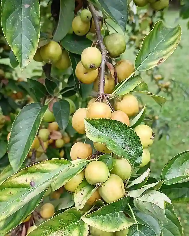 Malus Baccata
