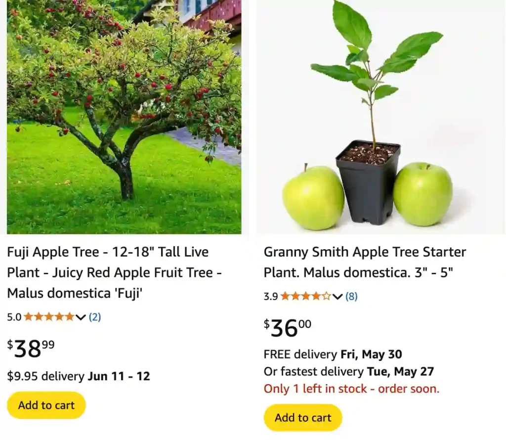 Malus Domestica - Common Apple Tree 1 Malus Domestica 1 | Monsteraholic