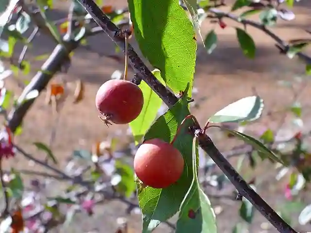 Malus Floribunda - Japanese flowering crabapple 4 Malus Floribunda