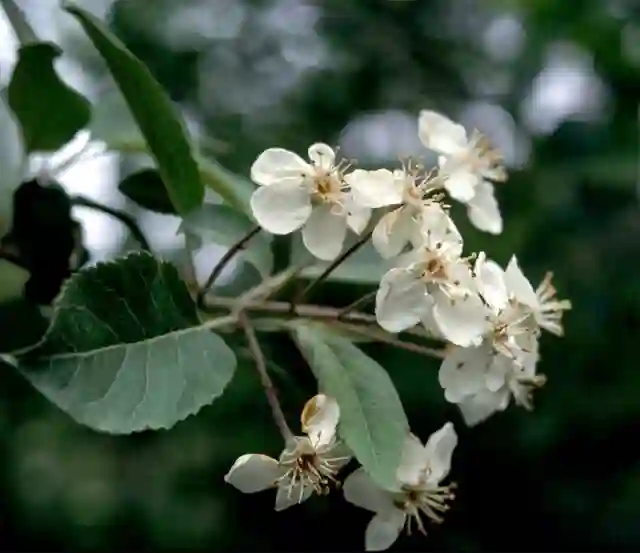 Malus Fusca