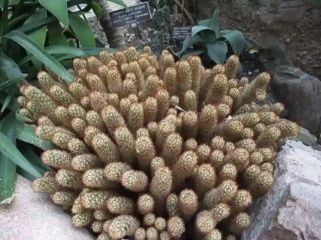 Mammillaria Elongata 4 Mammillaria Elongata