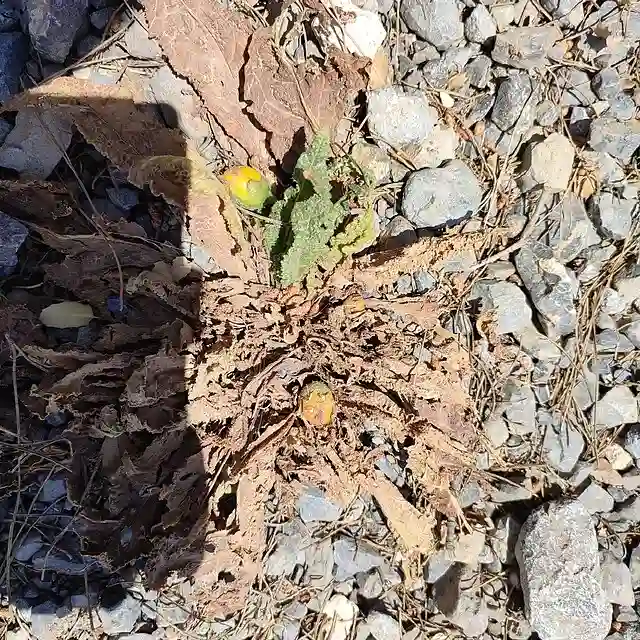 Mandragora Officinarum