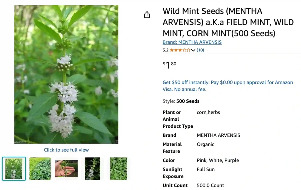 Mentha Arvensis - Wild Mint or Field Mint 1 Mentha Arvensis 1 | Monsteraholic