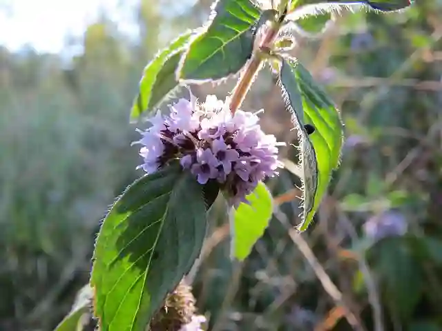 Mentha Arvensis