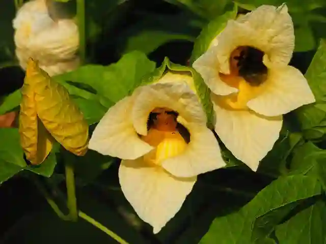 Momordica Cochinchinensis - Gac Fruit - Baby Jackfruit 1 Momordica Cochinchinensis