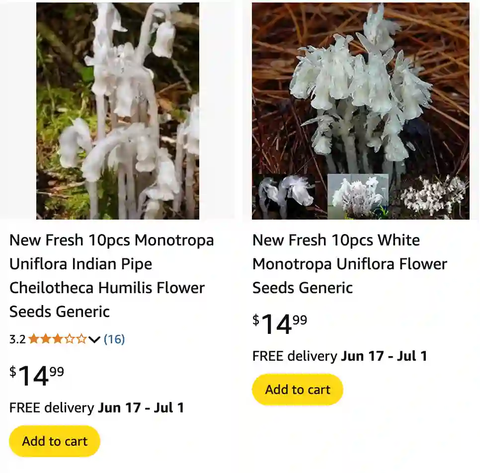 Monotropa Uniflora - Ghost Plant - Indian Pipe 1 Monotropa Uniflora 1 | Monsteraholic