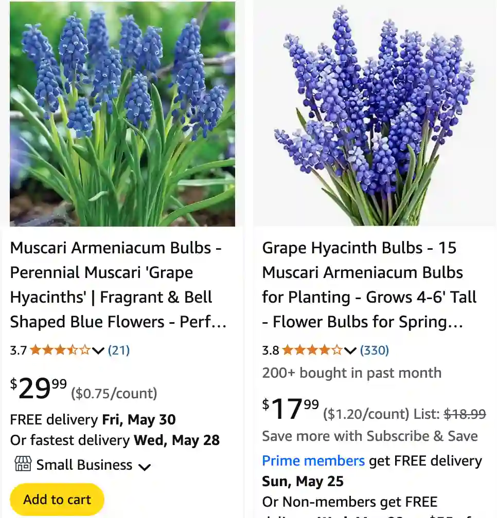 Muscari Armeniacum 1 | Monsteraholic