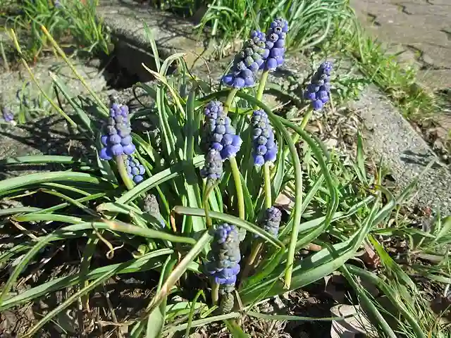 Muscari Armeniacum