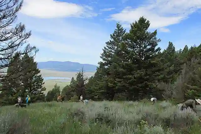 Native Colorado Shrubs