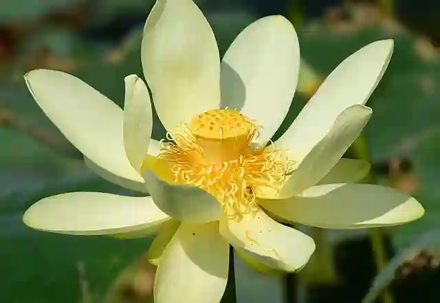 Nelumbo Lutea