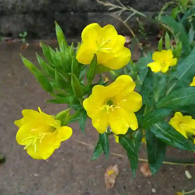 Oenothera Biennis 1 Oenothera Biennis