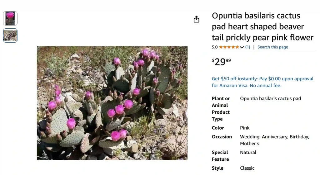 Opuntia Basilaris - Beavertail Cactus 1 Opuntia Basilaris 1 | Monsteraholic