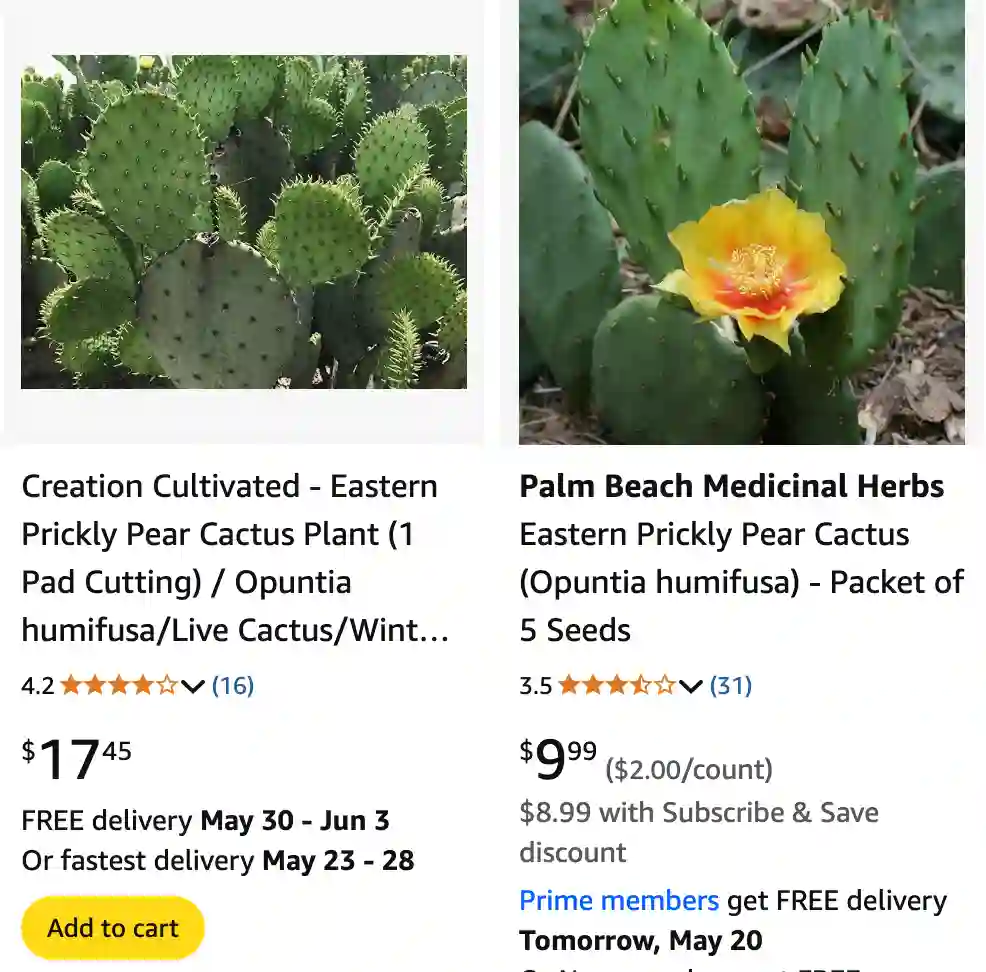Opuntia Humifusa - Eastern Prickly Pear Cactus 1 Opuntia Humifusa 1 | Monsteraholic