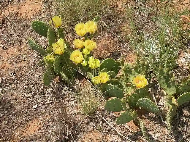 Opuntia Humifusa - Eastern Prickly Pear Cactus 1 Opuntia Humifusa