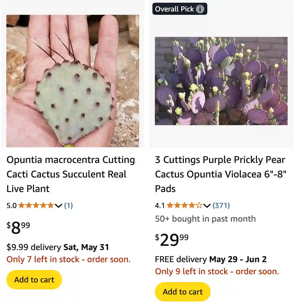 Opuntia Macrocentra - Purple Prickly Pear 1 Opuntia Macrocentra 1 | Monsteraholic