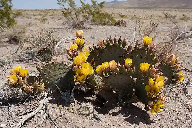 Opuntia Macrocentra