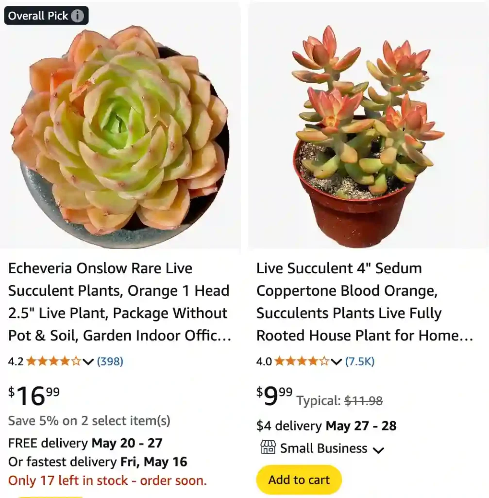 Orange Succulents 2 | Monsteraholic