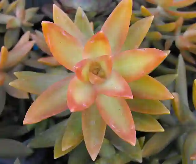 Orange Succulents