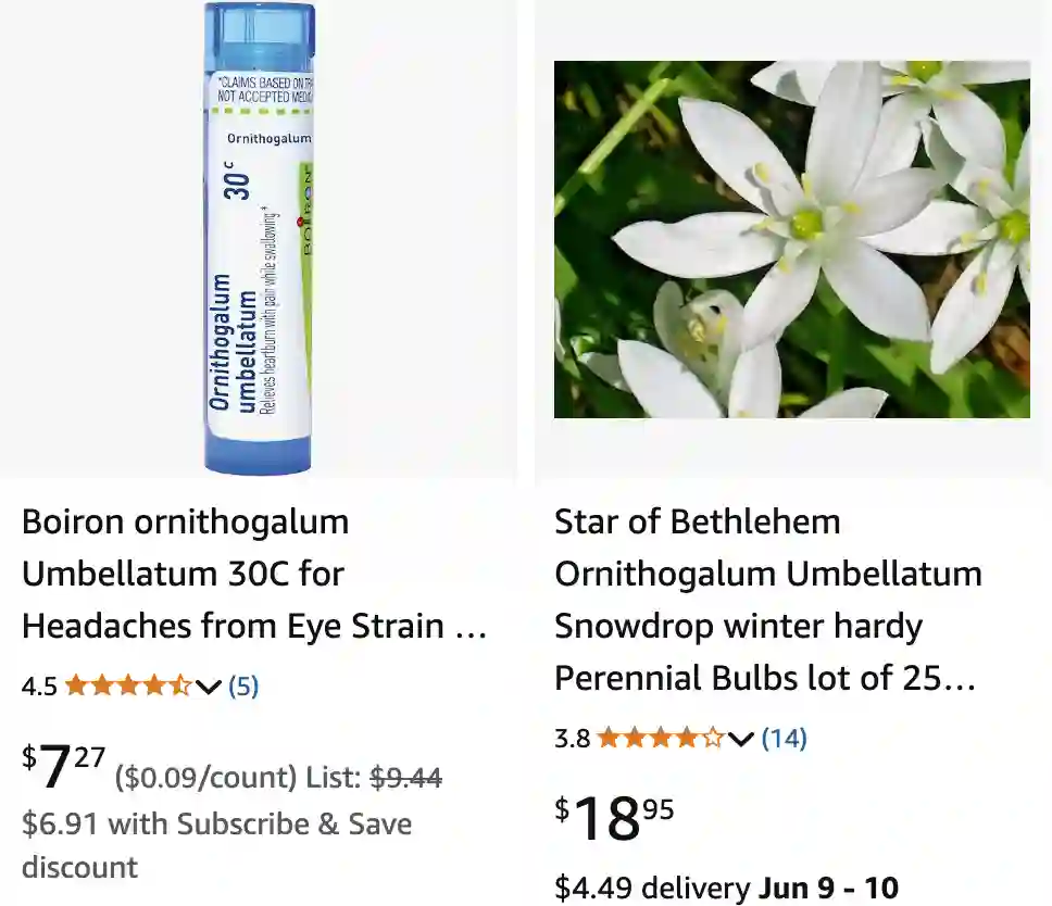 Ornithogalum Umbellatum 1 | Monsteraholic