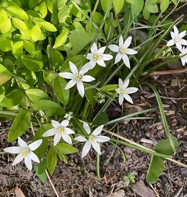Ornithogalum Umbellatum - Star of Bethlehem 1 Ornithogalum Umbellatum