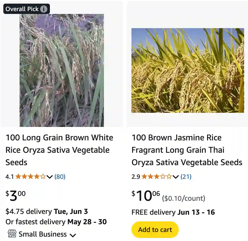 Oryza Sativa 1 | Monsteraholic